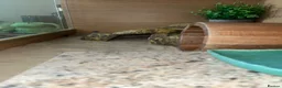 Gecko reptiles for sale: Leopard gecko & setup  - Advert 5