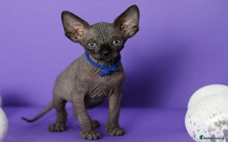 Sphynx cats for sale: Sphynx Black Solid Girls  - Advert 17