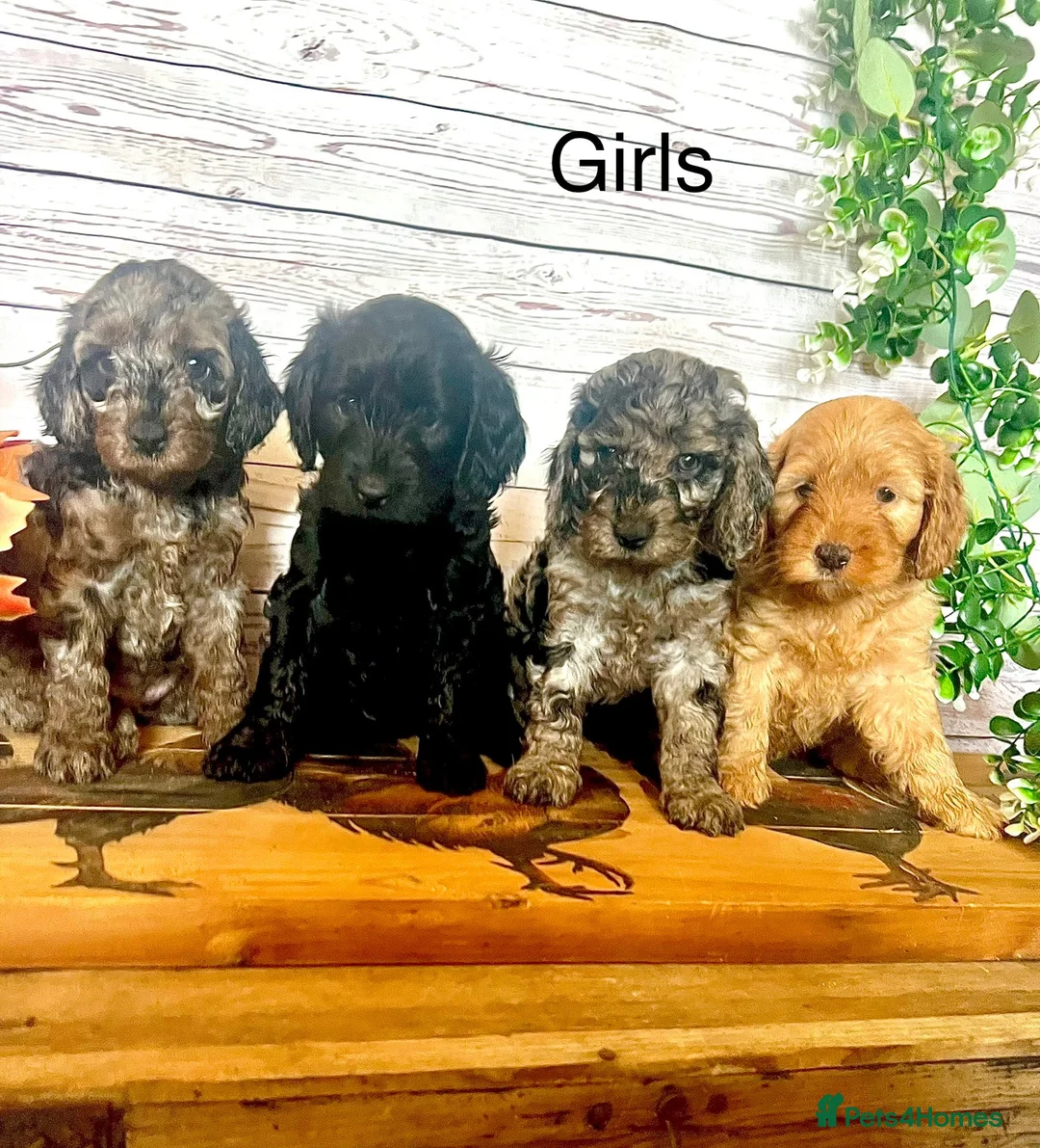 Cockapoo dogs for sale: Rare Blue Merle Cockapoo Puppies  - Advert 2