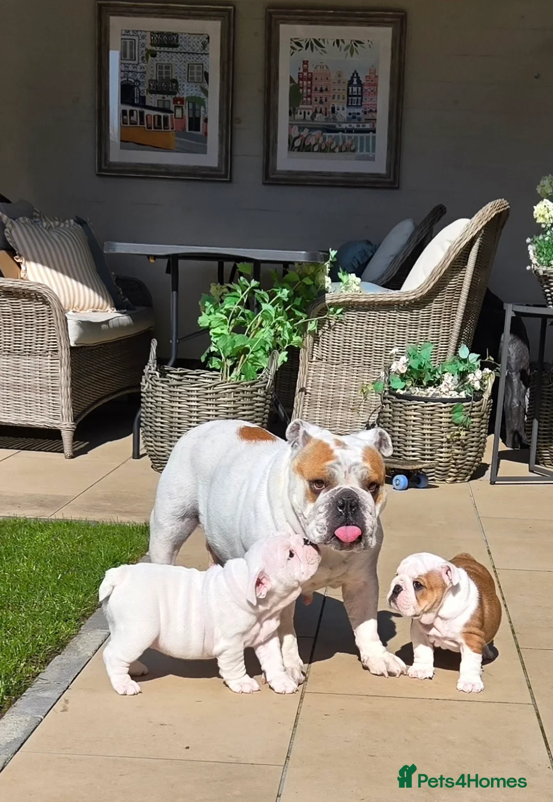 English Bulldog dogs for sale: Beautiful standard male bulldog available  - Advert 2