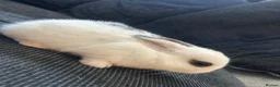 Mixed Breed rabbits for sale: 5 baby rabbits  - Advert 3