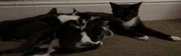Domestic Shorthair cats for sale: Beautiful mix of kittens  - Advert 18