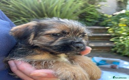 Mixed Breed dogs for sale: ❤️Beautiful Border Terrier cross puppies for sale. - Image 18