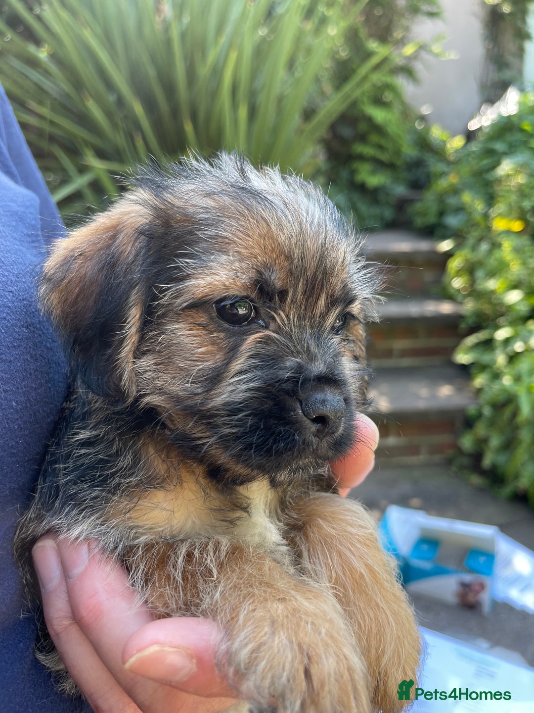 Mixed Breed dogs for sale: ❤️Beautiful Border Terrier cross puppies for sale. - Image 18