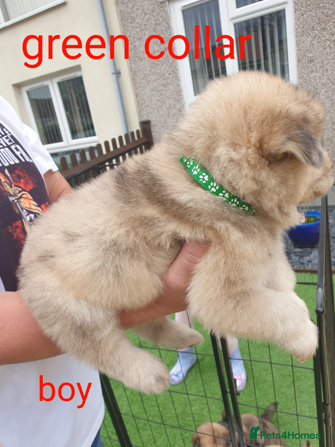 Mixed Breed dogs for sale: Hybrid chowchow/alaskan malamute  - Advert 6