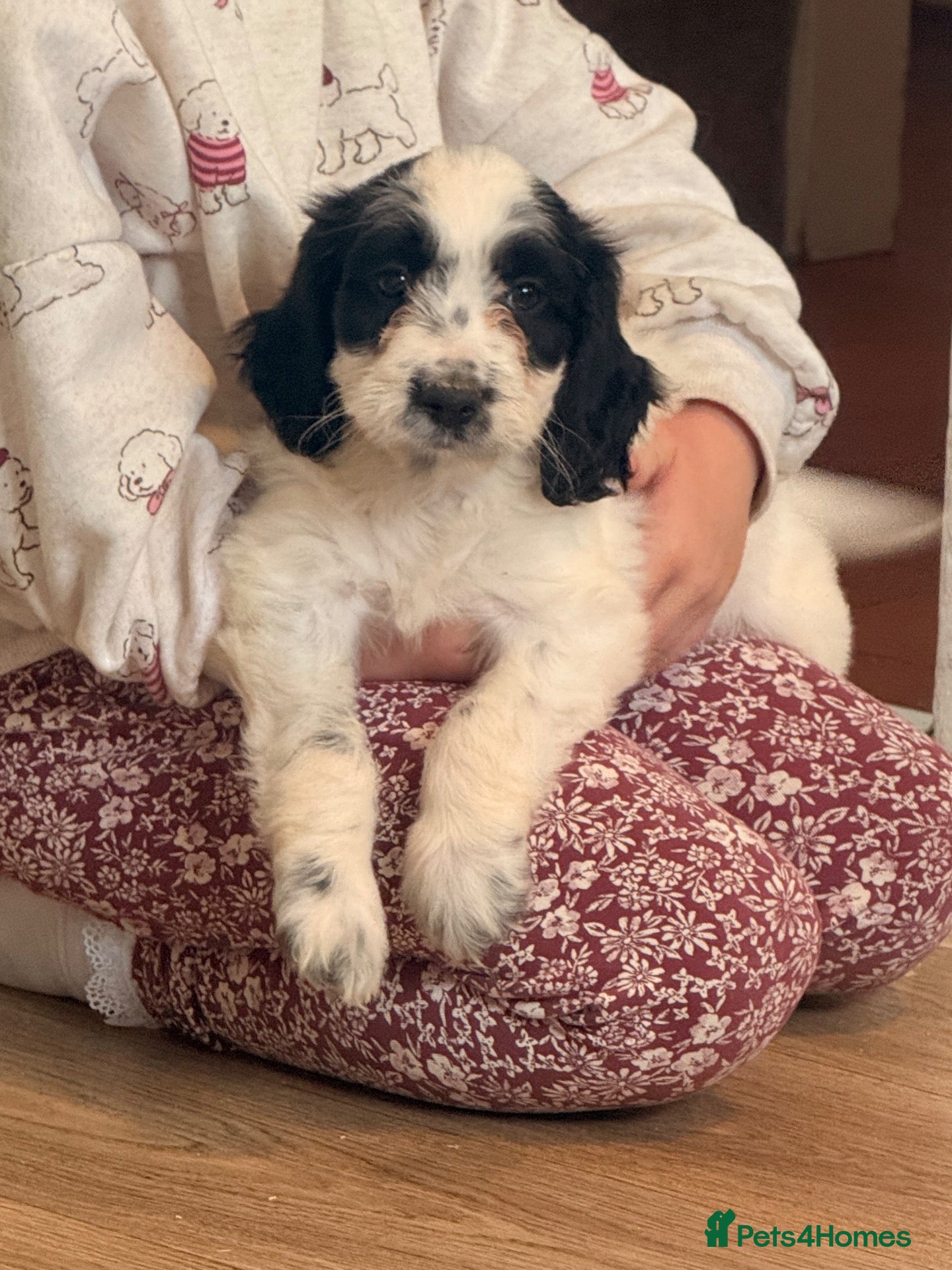 Cockapoo dogs Ready for new 🏡 1🩷1 🩵available  - Advert 2
