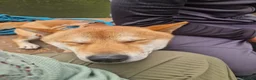 Japanese Shiba Inu dogs for stud: Shiba Inu for stud - Advert 12