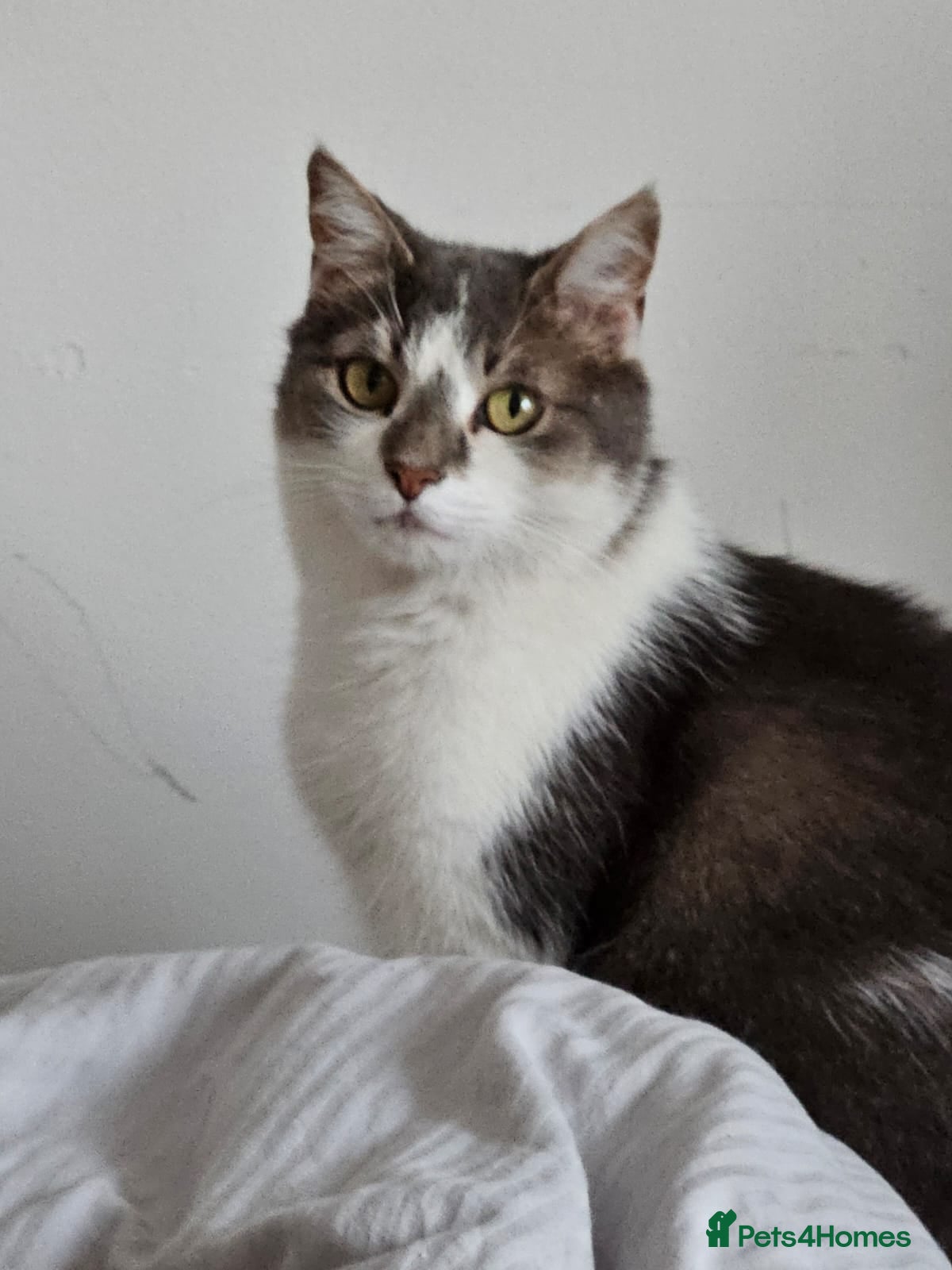 Mixed Breed cats Gorgeous Gitsy looking for a home - Advert 8