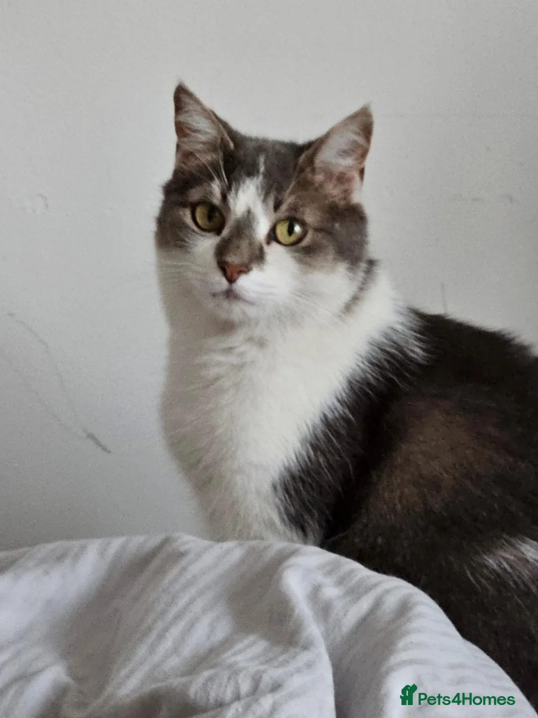 Mixed Breed cats for adoption: Gorgeous Gitsy looking for a home - Advert 1