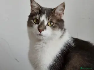 Mixed Breed cats Gorgeous Gitsy looking for a home - Advert 8