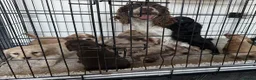 Cockapoo dogs for sale: Stunning cockapoos  - Advert 23