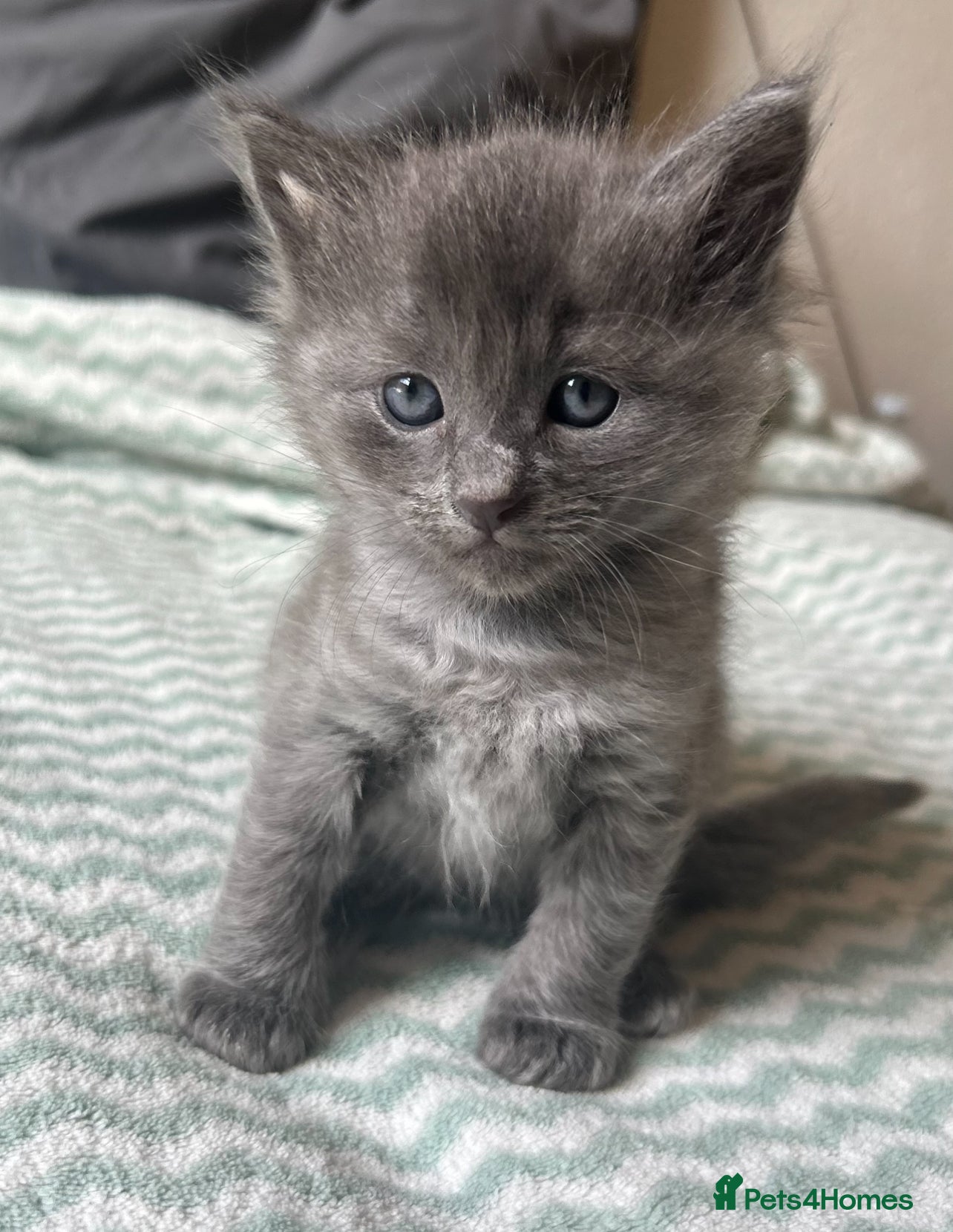 Mixed Breed cats for sale: Beautiful half ragdoll kittens 💖 - Advert 21