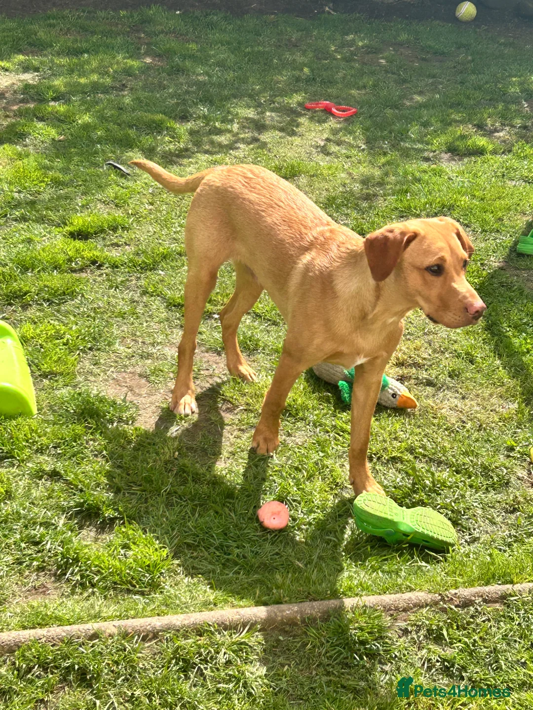 Labrador Retriever dogs for adoption: Partially trained six month Labrador retriever - Advert 1