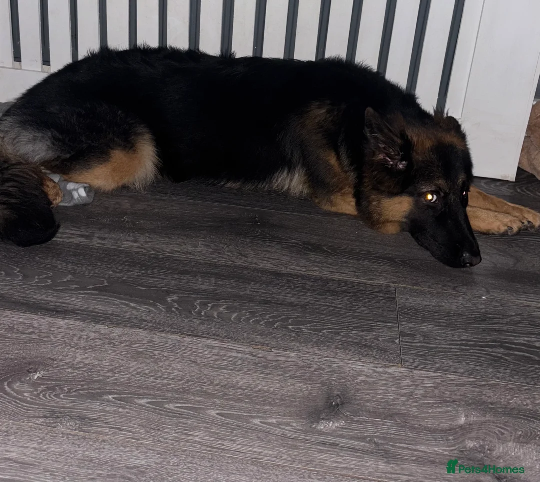 German Shepherd dogs for sale: 8 month old German shepherd female  - Advert 2