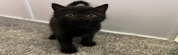 British Shorthair cats for sale: British Shorthair Cross Kittens - Advert 6