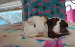Guinea Pig rodents for sale: Baby Sheltie Sows/ Retired PE Self Golden Sow - Image 6