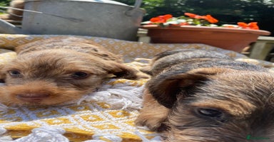 Miniature Dachshund dogs - Advert 3