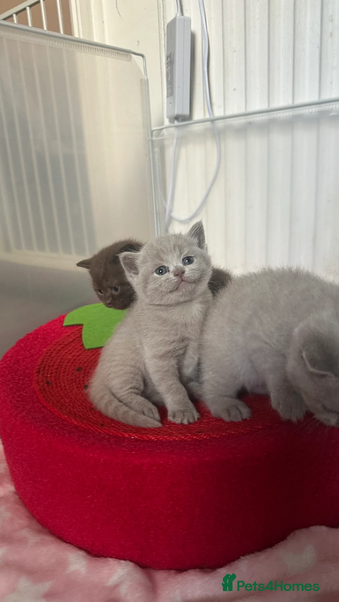 British Shorthair cats for sale: 🍫Chocolate and Lilac TICA Reg British Shorthairs  - Advert 9