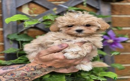 Maltipoo dogs for sale: Amazing TeddyBear Asian Korean Maltipoo puppies - Image 15