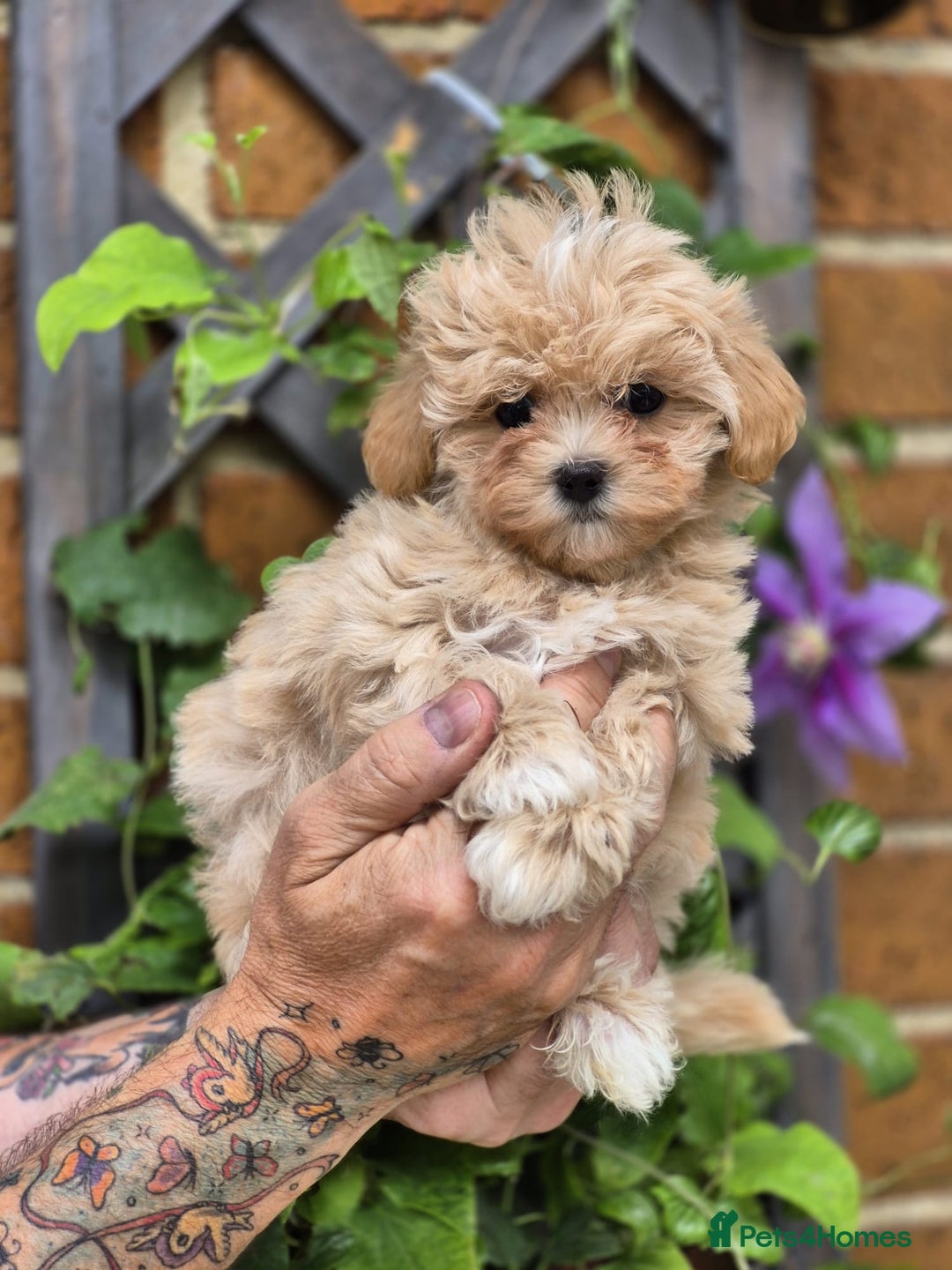 Maltipoo dogs for sale: Amazing TeddyBear Asian Korean Maltipoo puppies - Image 15