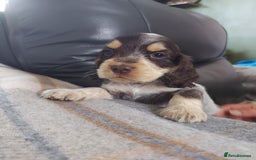 Cocker Spaniel dogs for sale: 8 beautiful kc reg show cocker puppy for sale - Image 1