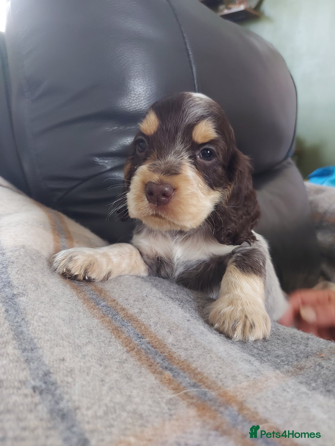 Cocker Spaniel dogs for sale: 8 beautiful kc reg show cocker puppy for sale - Image 1