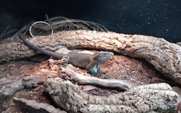Iguana reptiles for sale: Cyclura Cornuta (Rhino Iguana)  - Image 3