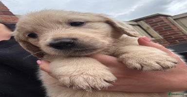 Golden Retriever dogs - Advert 13