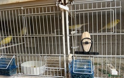 Canaries birds for sale: Yellow Diamorphic Canaries  - Image 3