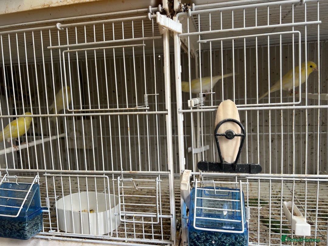Canaries birds for sale: Yellow Diamorphic Canaries  - Image 3