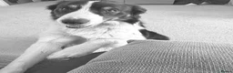 Border Collie dogs for sale: Charlie border collie  - Advert 3