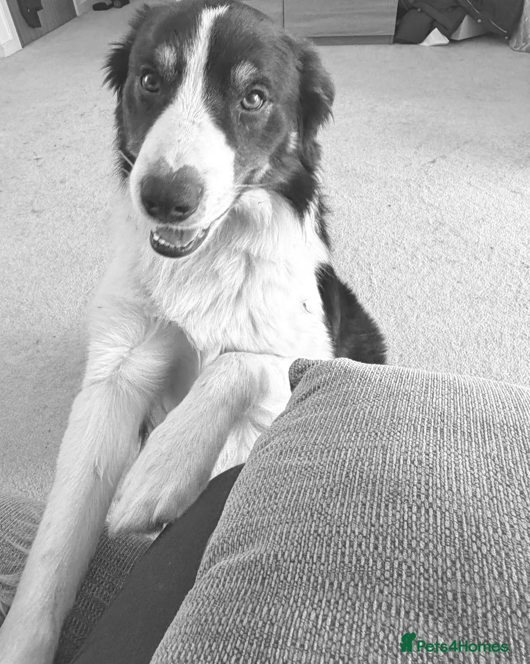 Border Collie dogs for sale: Charlie border collie  - Advert 3