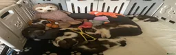 Saint Bernard dogs for sale: (Last 3) Gorgeous Saint Bernard puppies available  - Advert 11