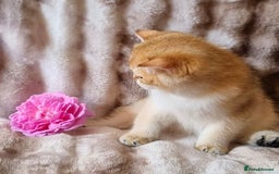 British Shorthair cats for sale: NY12 GOLDEN BRITISH SHORTHAIR BOY READY TO GO!  - Image 1