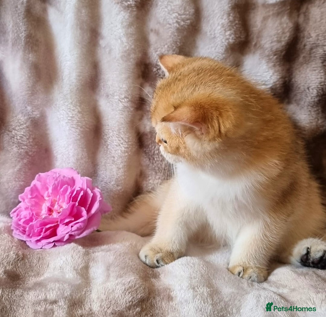 British Shorthair cats for sale: NY12 GOLDEN BRITISH SHORTHAIR BOY READY TO GO!  - Image 1