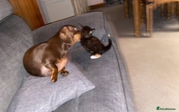 Miniature Dachshund dogs for sale: Beautiful Dachshund  - Image 5