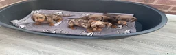 Dachshund dogs for sale: Miniature Dachshund puppies for sale  - Advert 7