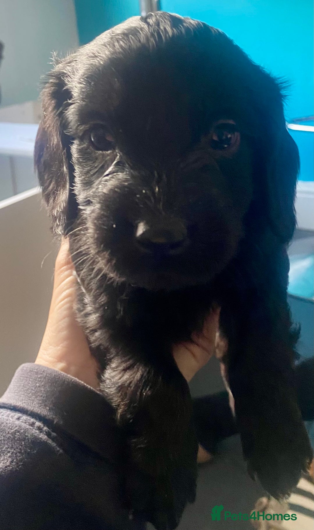 Cockapoo dogs for sale: Adorable F2 Cockapoos Puppies - Image 8