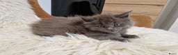 Maine Coon cats for sale: Maine Coon GCCF  - Advert 4