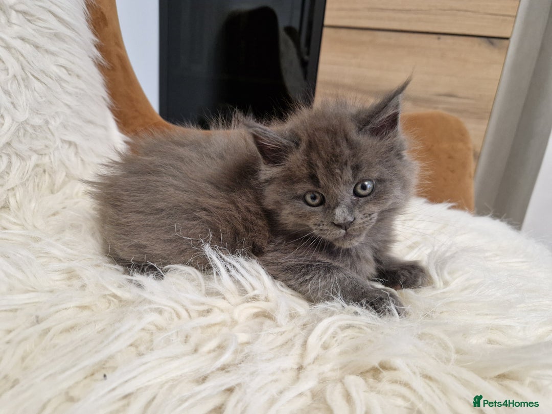 Maine Coon cats for sale: Maine Coon GCCF  - Advert 4