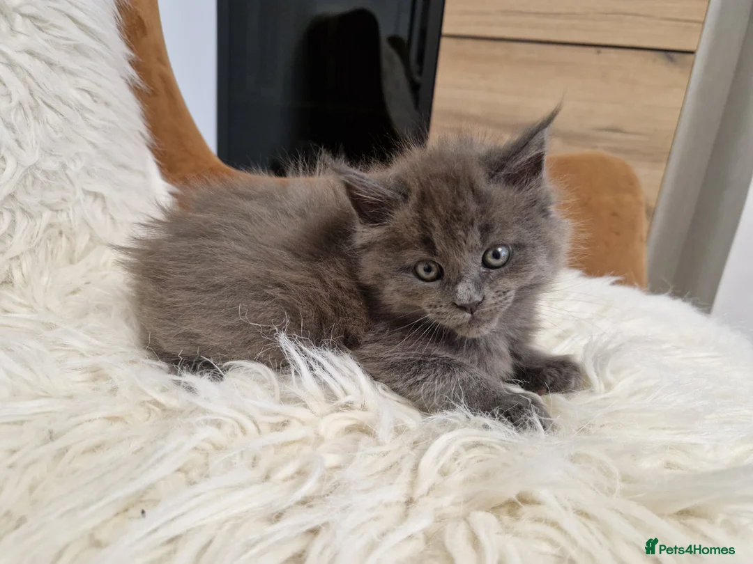 Maine Coon cats for sale: MAINE COON  RESERVED - Advert 5