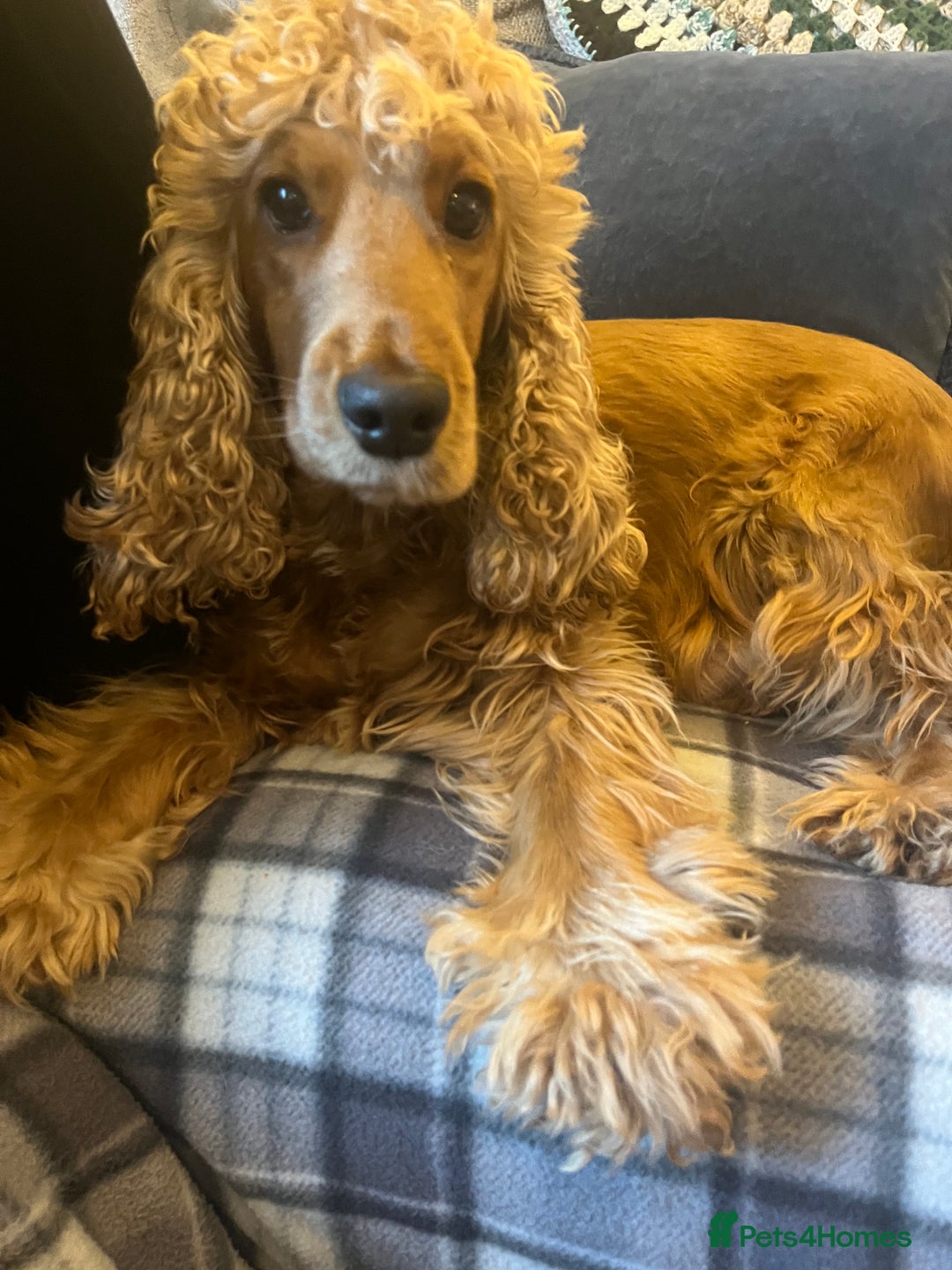 Cocker Spaniel dogs for sale: Adorable show type cocker spaniel pups - Advert 23
