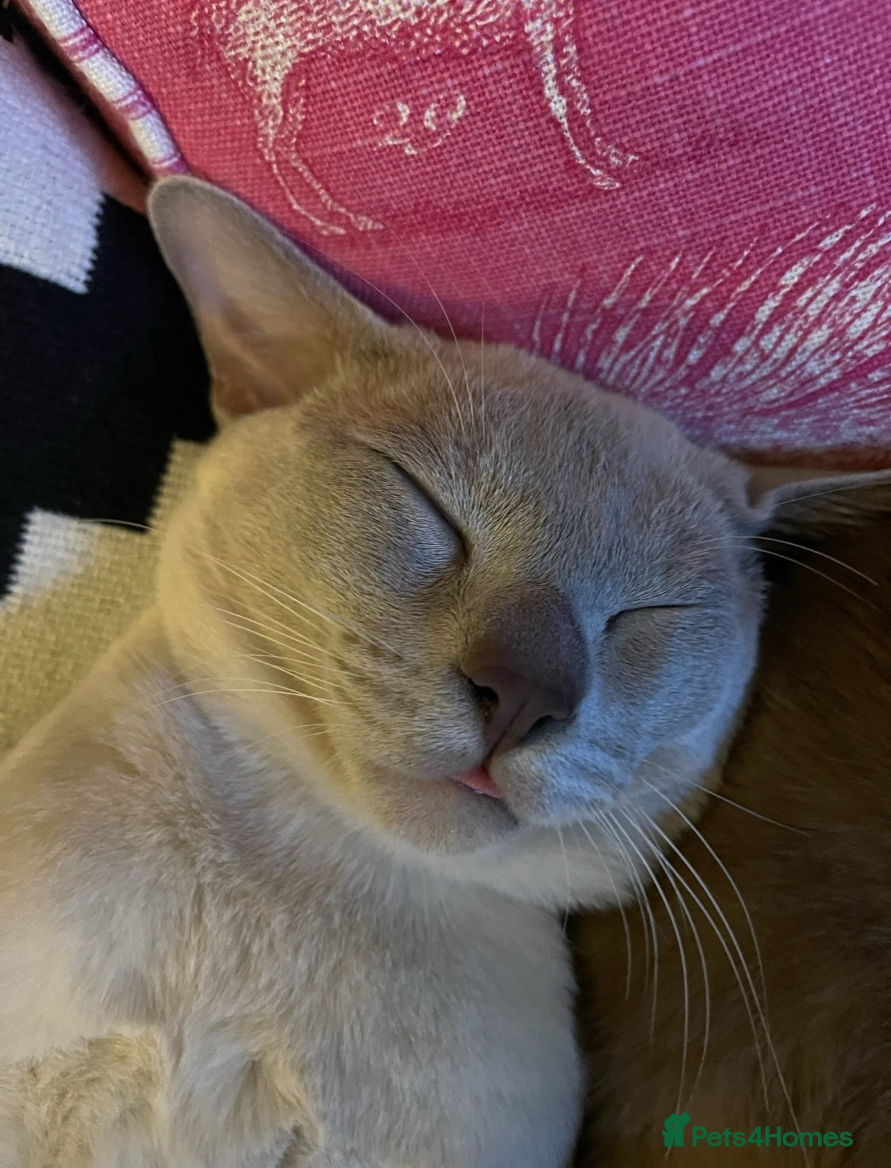 Burmese cats Burmese Lilac Male - Advert 1