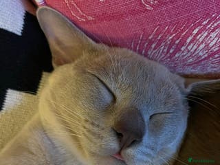 Burmese cats Burmese Lilac Male - Advert 1