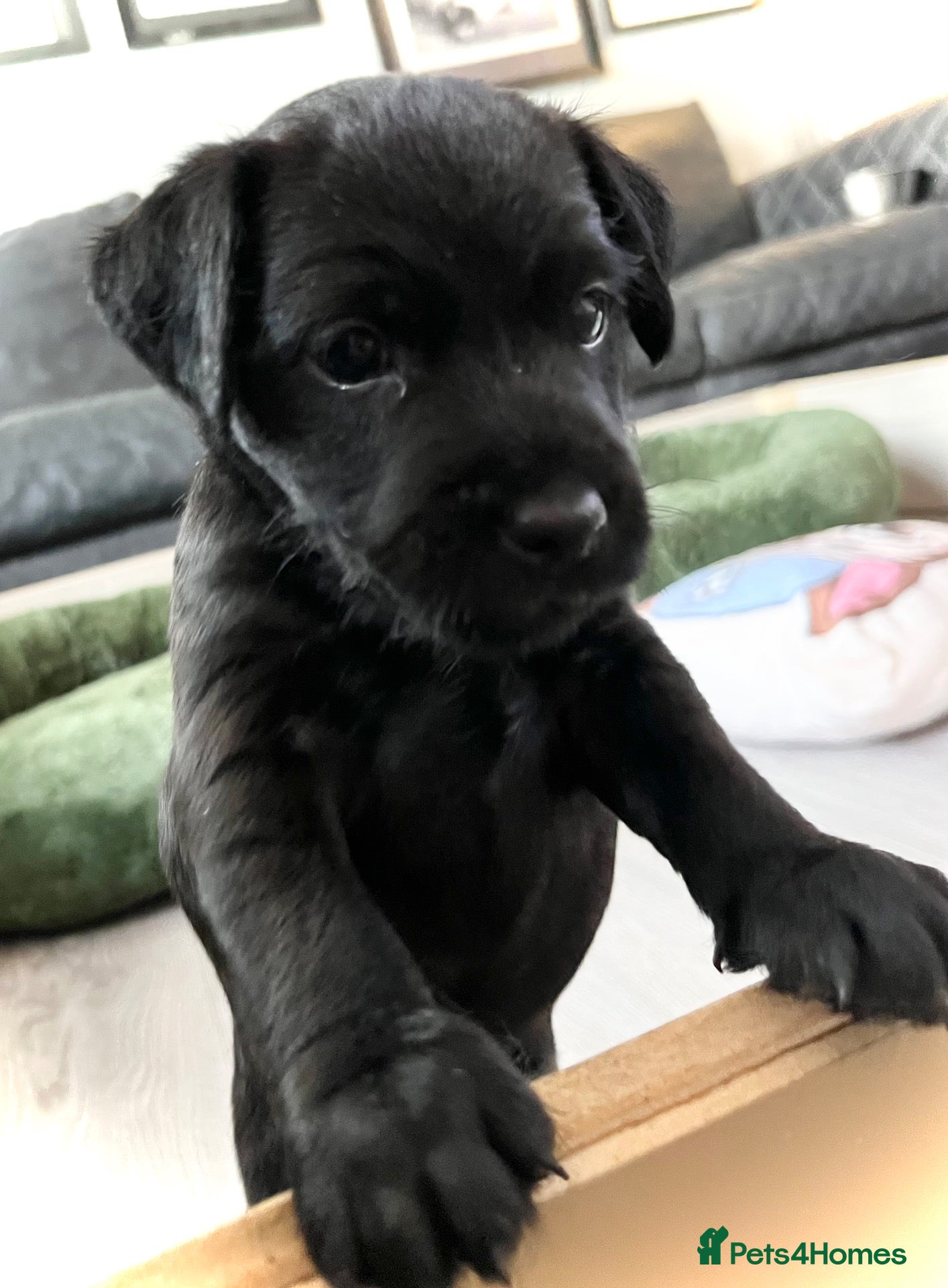 Patterdale Terrier dogs Stunning spooktacular Patterdale puppies  - Advert 1