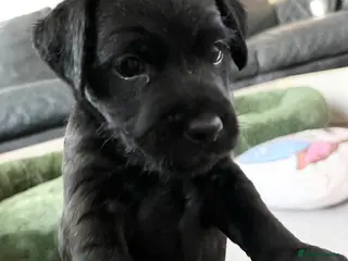 Patterdale Terrier dogs Stunning spooktacular Patterdale puppies - Advert 1