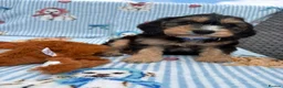Cockapoo dogs for sale: 6 beautiful cockerpoo puppies  - Advert 12