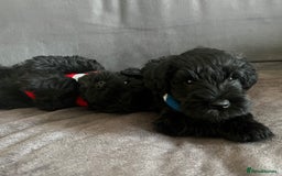Miniature Schnauzer dogs for sale: Black pedigree miniature schnauzer - Female - Image 8