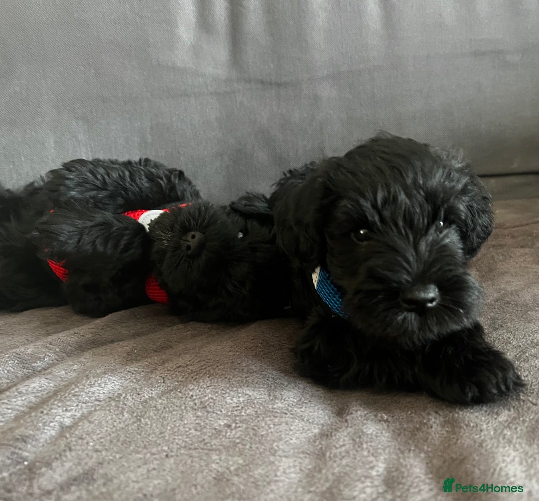 Miniature Schnauzer dogs for sale: Black pedigree miniature schnauzer - Female - Image 8