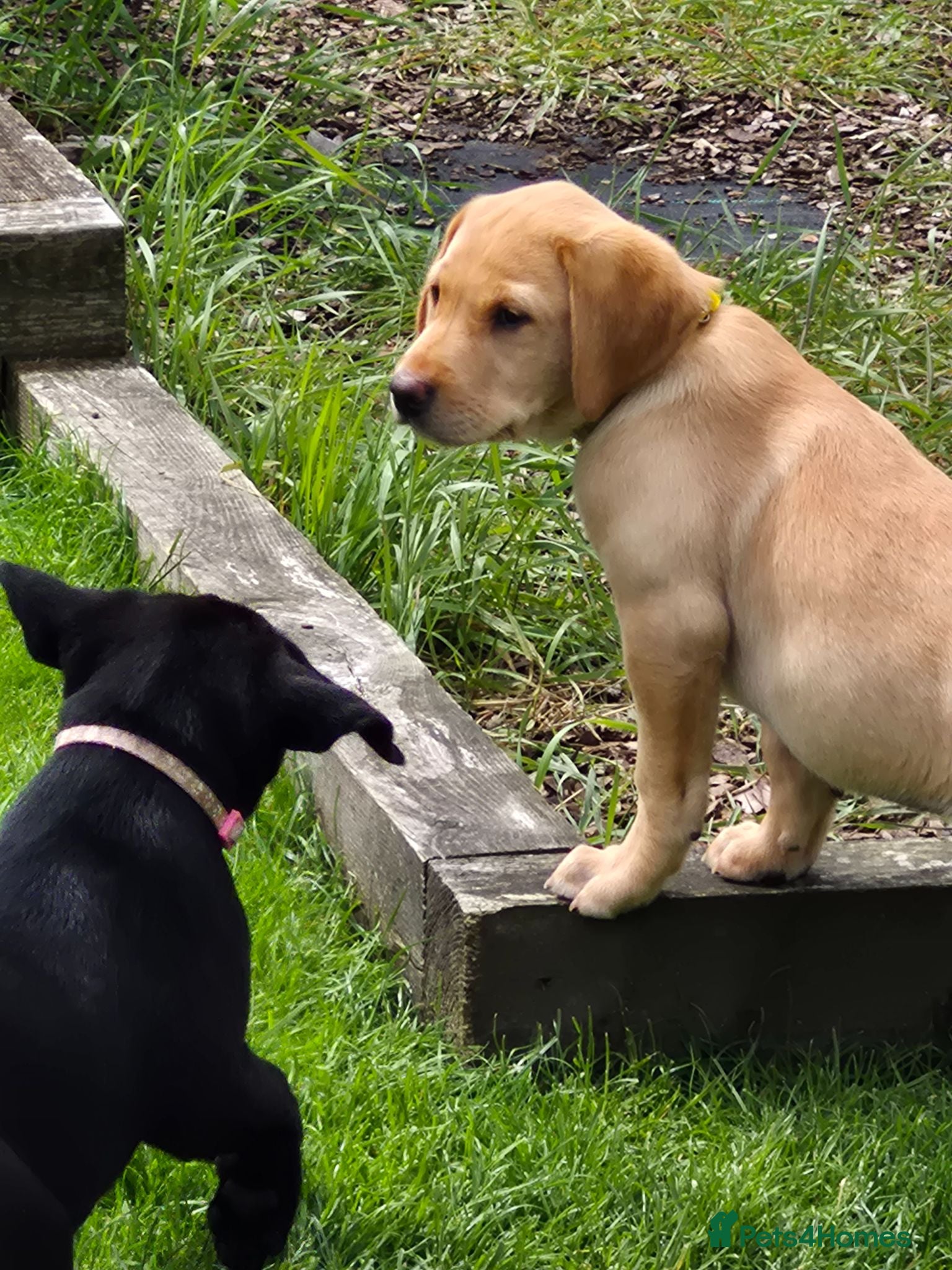 Labrador Retriever dogs Labrador pups - Advert 2